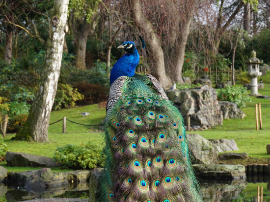 Peacock in Holland Park